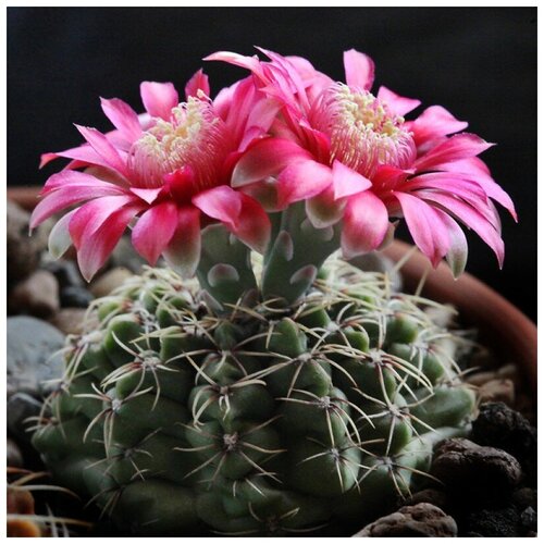 Семена Орешка Суккулент Кактус Gymnocalycium baldianum P-127 10 шт. семена орешка суккулент кактус gymnocalycium quehlianum jo 306 10 шт