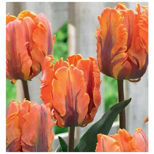Тюльпаны попугайные IreneParrot