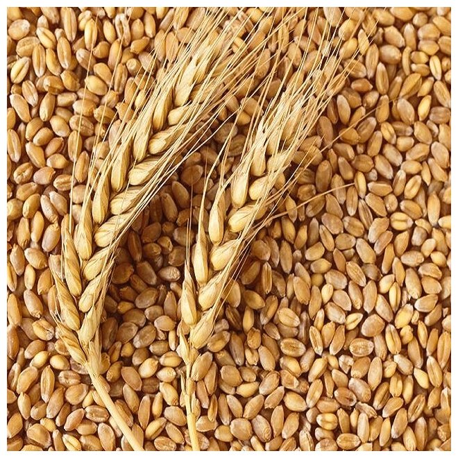 Пшеница свежее зерно в мешке 5кг не шлифованная Эко продукт для проращивания и пивоварения Алтайская - фотография № 2