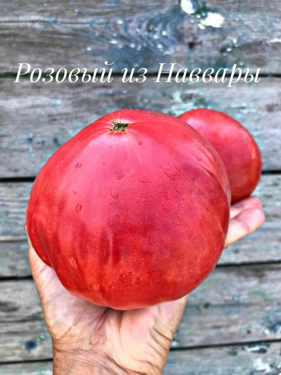 Розовый из Наварры. Семена томатов. 10 семян
