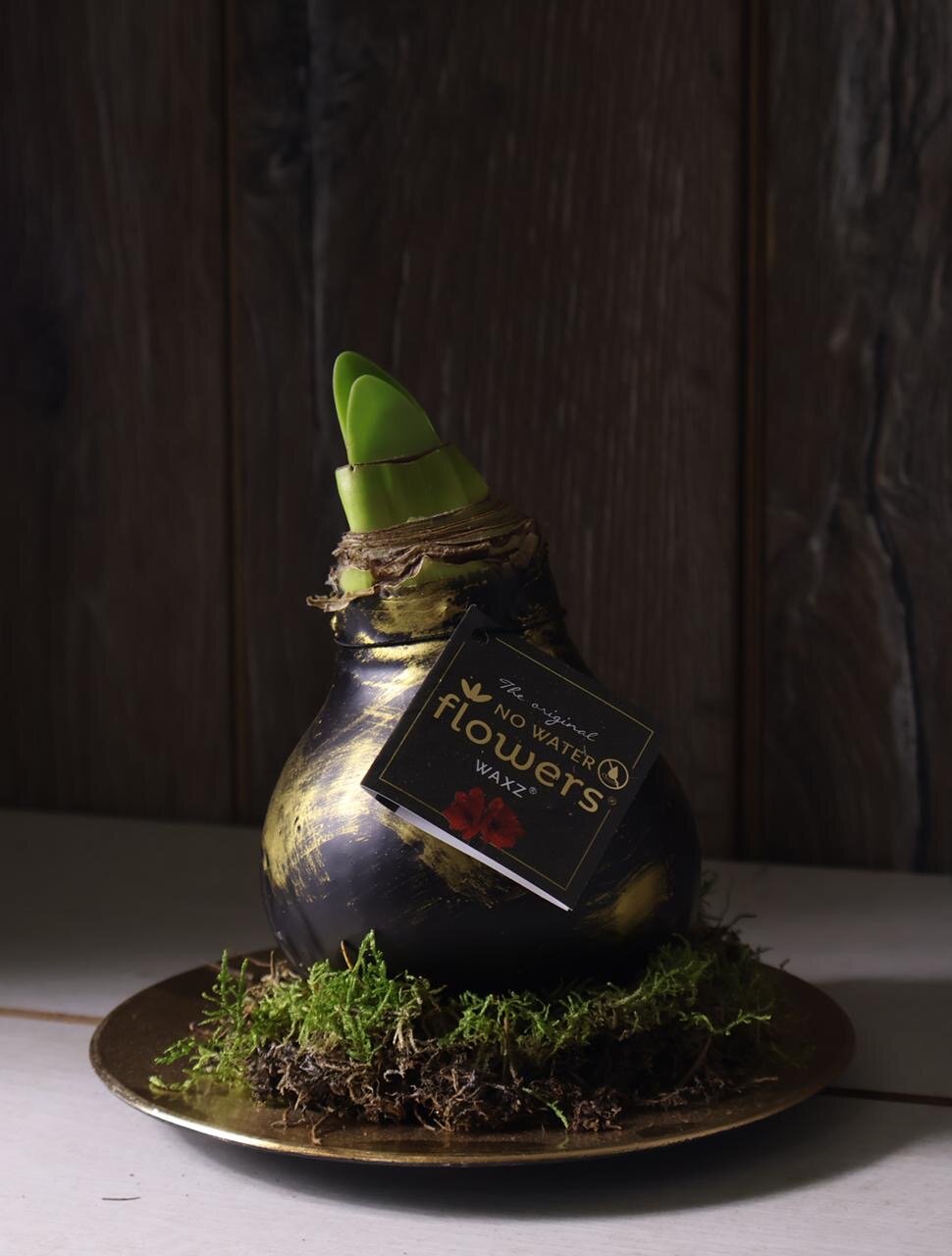 Луковица амариллиса в воске «на тарелке»