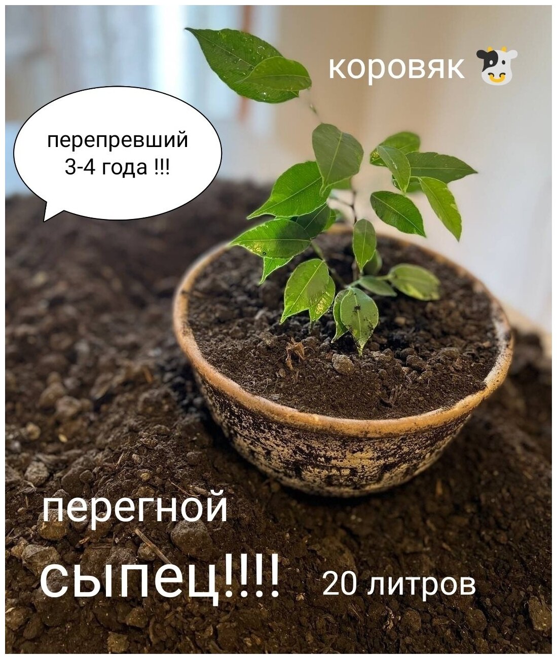 Коровий перегной навоз