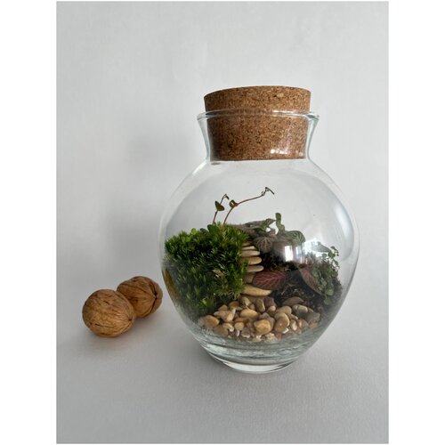 Флорариум Полянка Экосистема с живым мхом