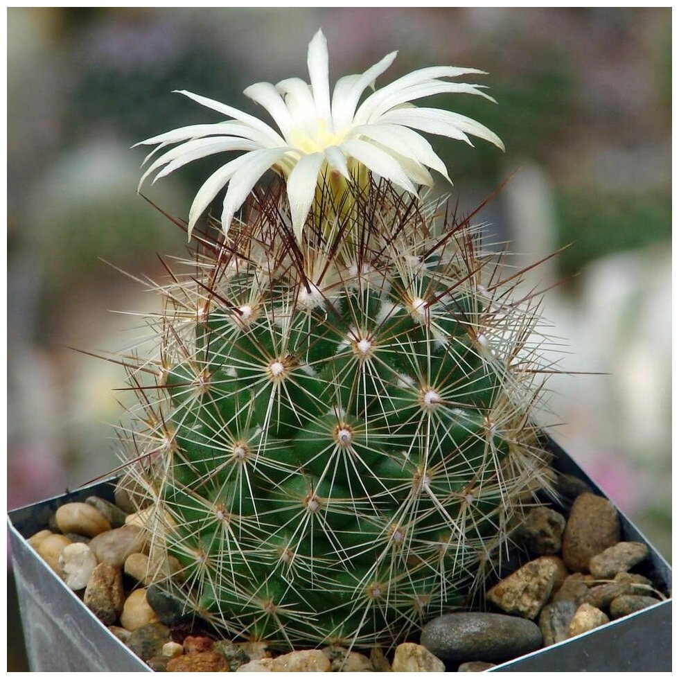 Семена Орешка Суккулент Кактус Coryphantha ramillosa MMR-56.2 10 шт.