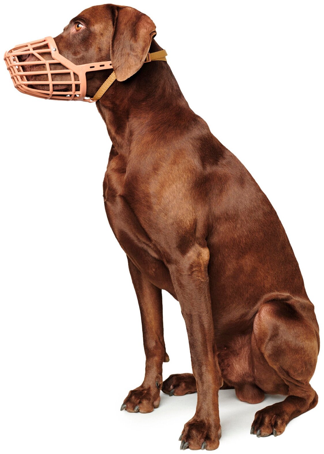 Hunter намордник для собак пластиковый размер 6 (6-10 см) / 28 см, макс. 54 см, лабрадор - фотография № 4