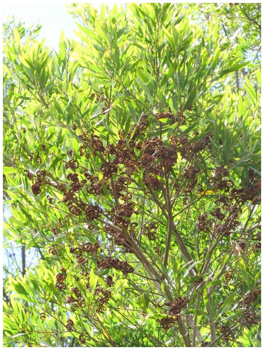 Семена Акация чёрная (Acacia melanoxylon) 10 штук