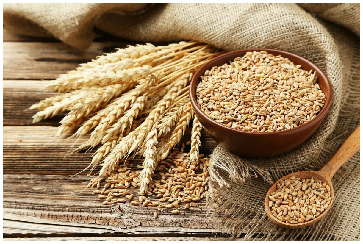 Пшеница свежее зерно в мешке 10кг не шлифованная Эко продукт для проращивания и пивоварения - фотография № 9