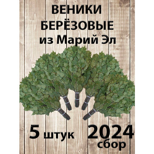 Веник березовый для бани 5 штук Марий Эл сбор 2024 года 2250₽