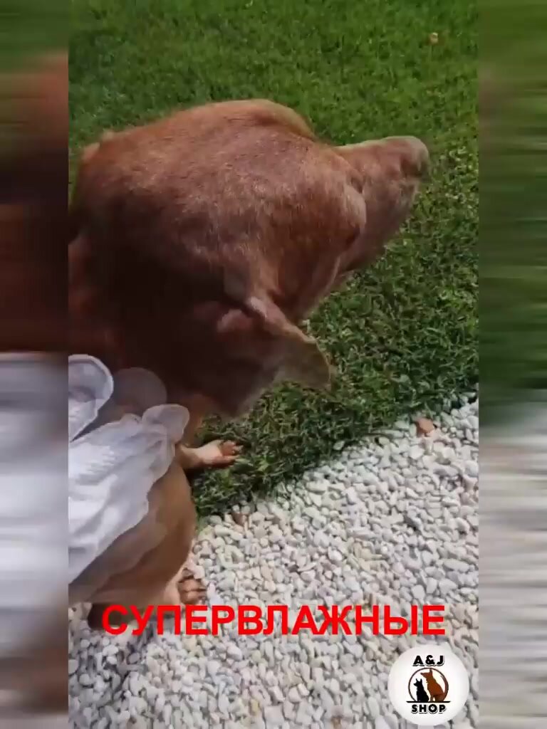 Влажные салфетки (перчатки) для мытья (груминг) собак/кошек (1 упаковка), для мытья лап и шерсти — фото 1