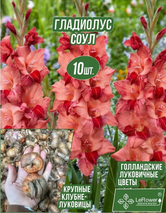 Гладиолус Луковица Соул 10 шт