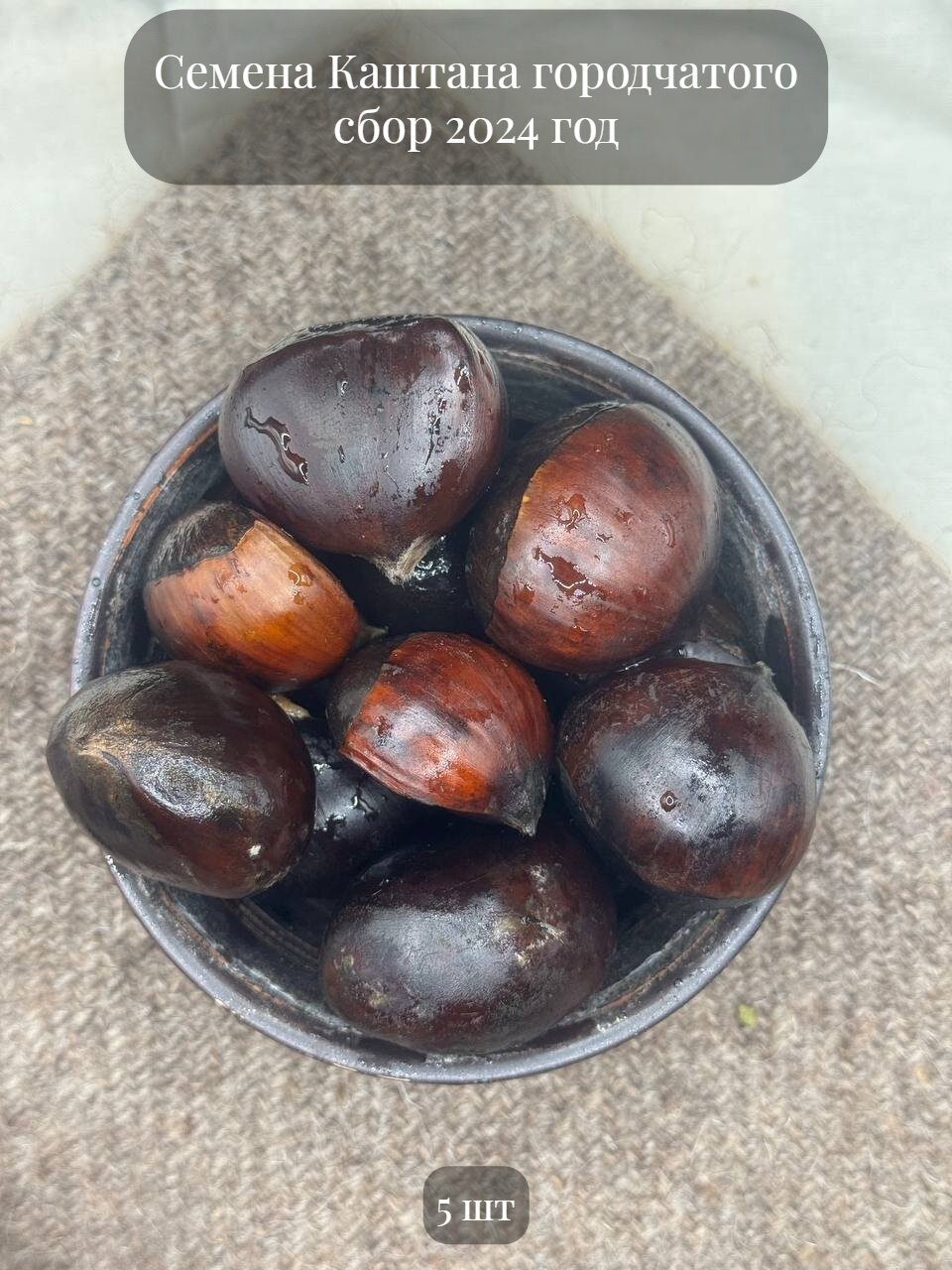 Семена Каштана городчатого, 5 шт