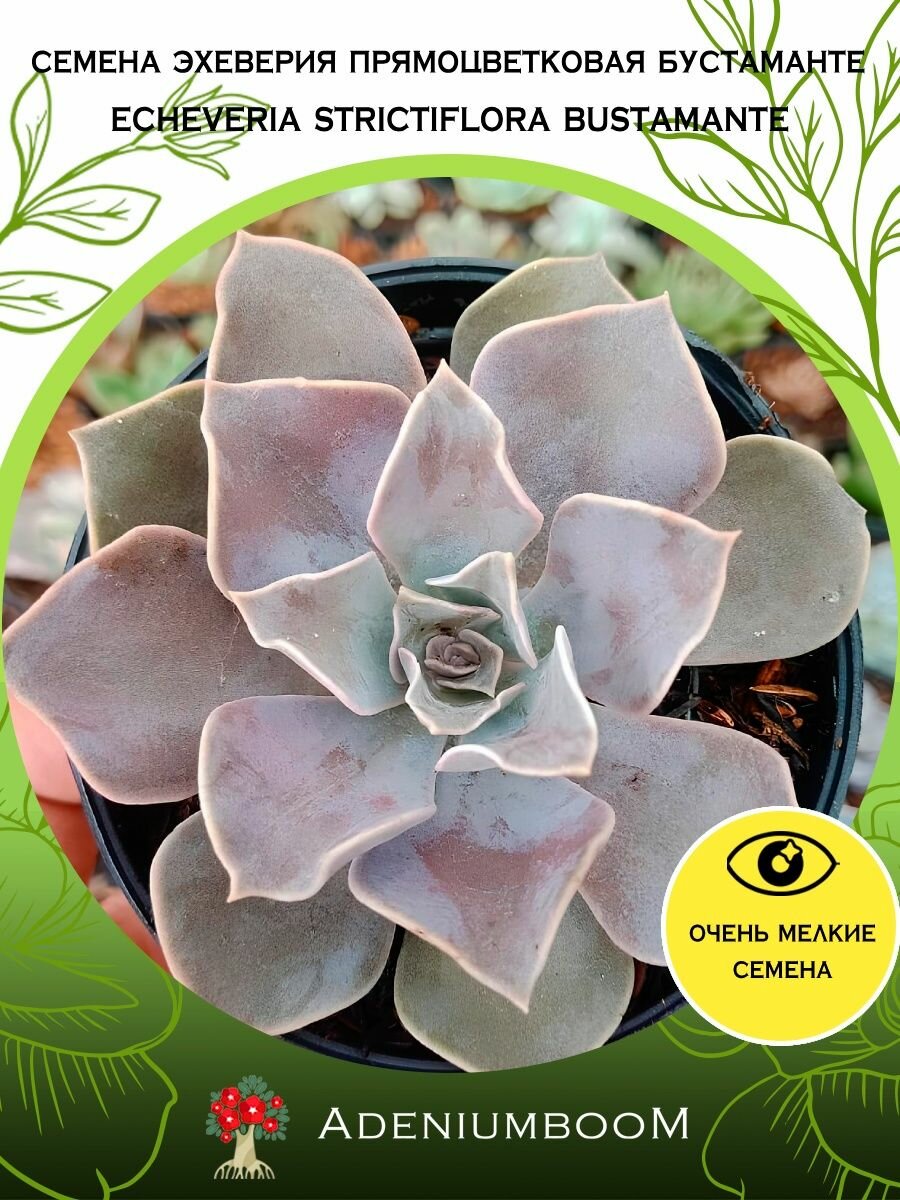Семена Эхеверия Прямоцветковая Бустаманте (5 шт.) /Echeveria Strictiflora Bustamante, семена редких комнатных цветов, суккулентов многолетних, цветущих растений/AdeniumBoom
