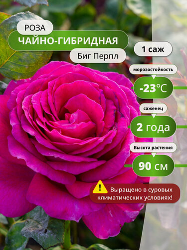Изображение товара Роза чайно-гибридная Биг Перпл (Big Purple), , многолетняя, фуксия, 1шт
