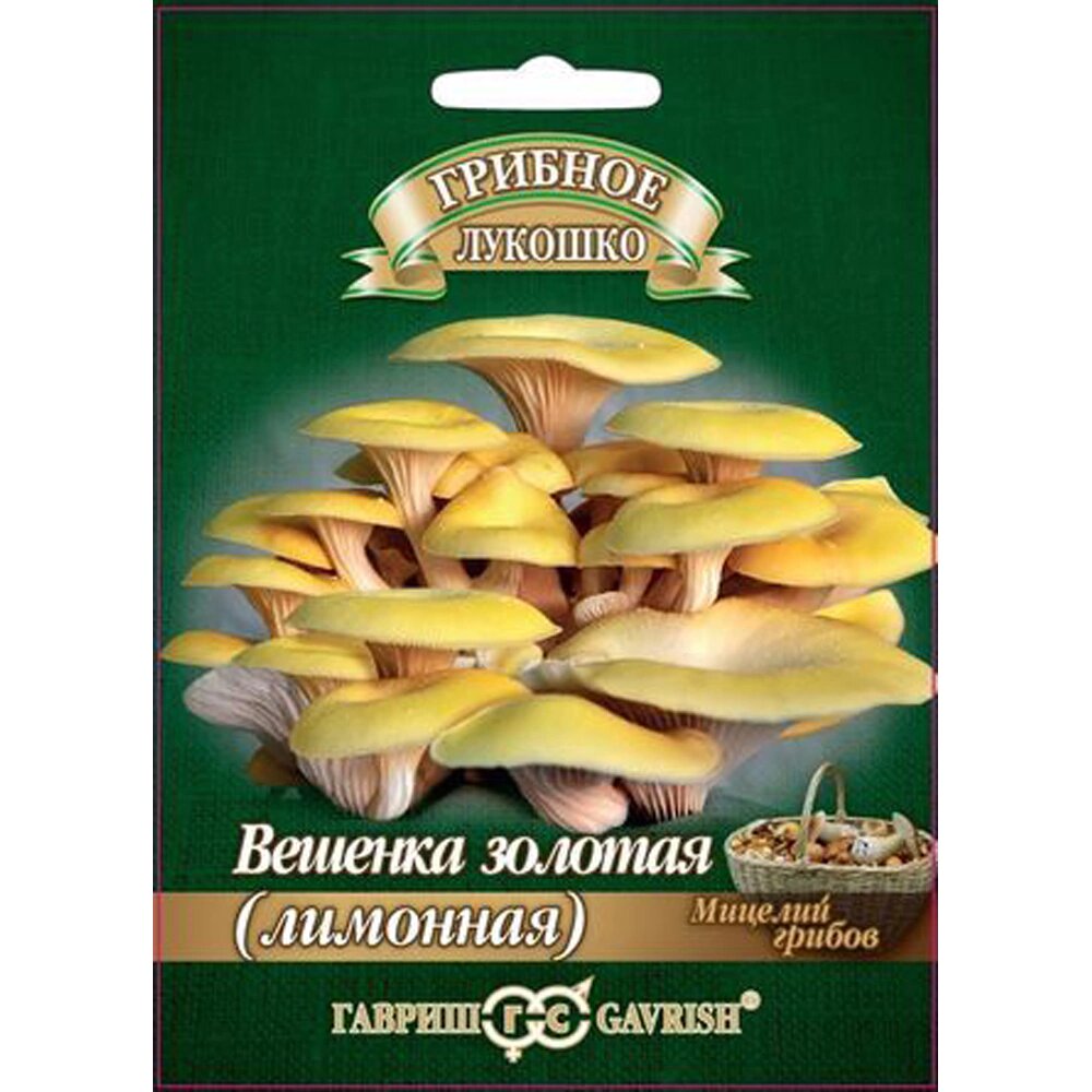 Вешенка золотая Лимонная на древесной палочке 12 шт