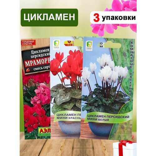 Цикламен семена 3 шт