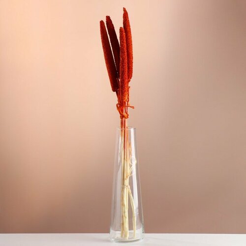 Набор сухоцветов Африканское просо банч 3-5 шт длина 60 - 6 см оранжевый 1352₽