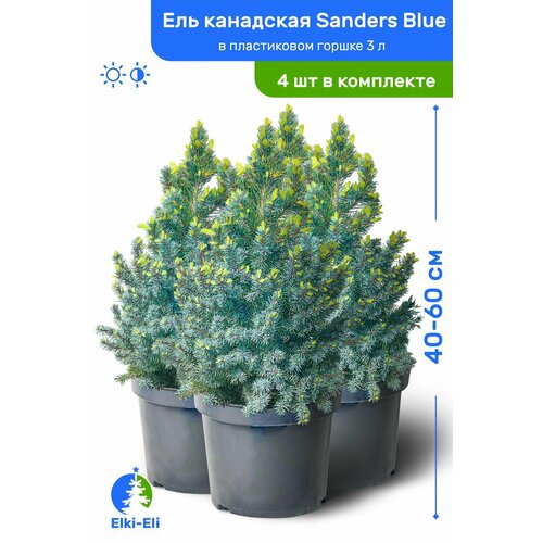 Ель канадская Sanders Blue (Сандерс Блю) 40-60 см в пластиковом горшке 3 л, саженец, хвойное живое растение, комплект из 4 шт можжевельник прибрежный blue pacific блю пацифик 40 60 см в пластиковом горшке 3 л саженец хвойное живое растение комплект из 4 шт