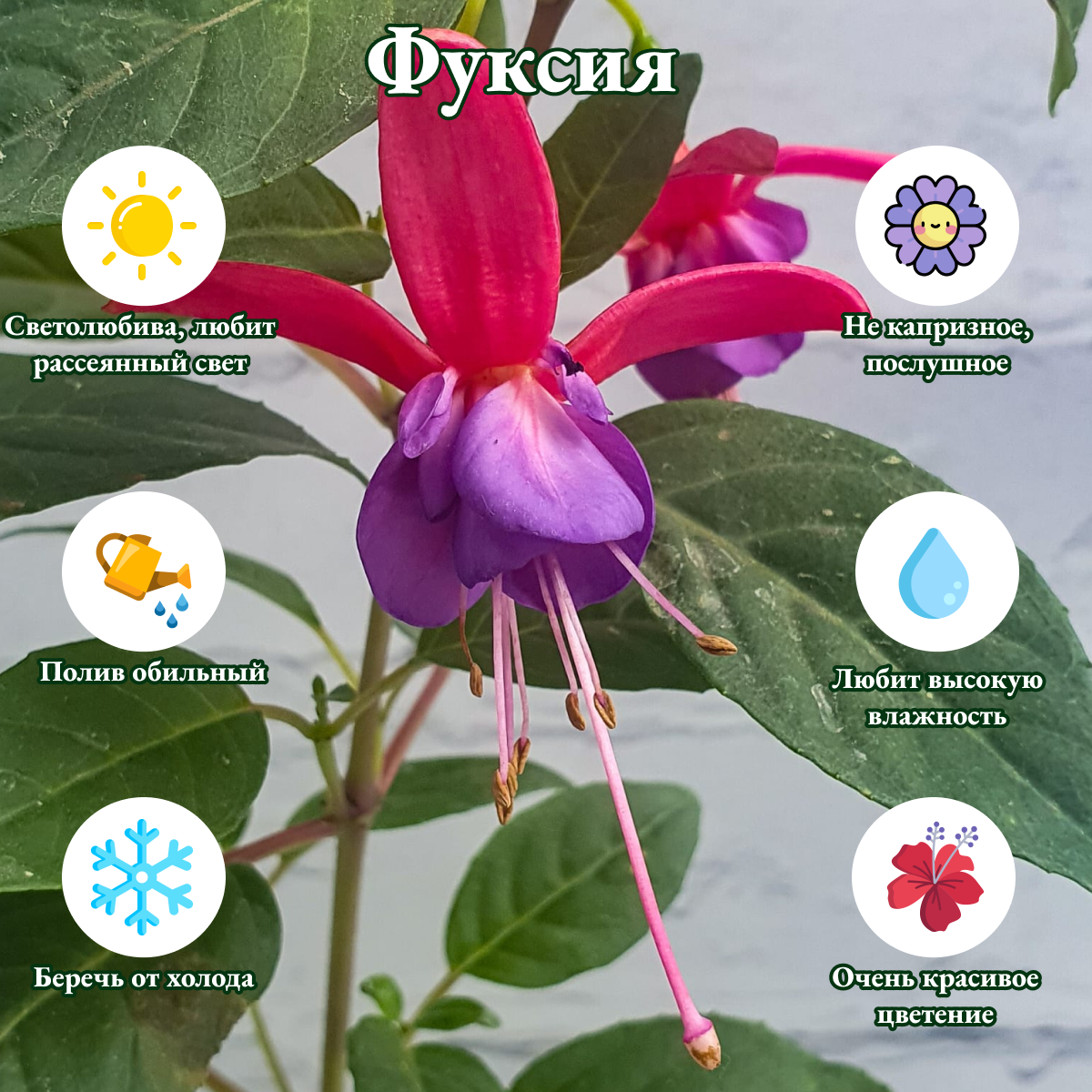 Фуксия живое растение, диаметр горшка 12 см, комнатные растения живые, цветы в горшках живые, комнатные цветы