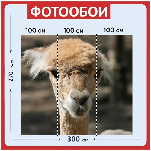Фотообои Альпака коричневый молодой 300x270 см флизелиновыена стену 3970₽