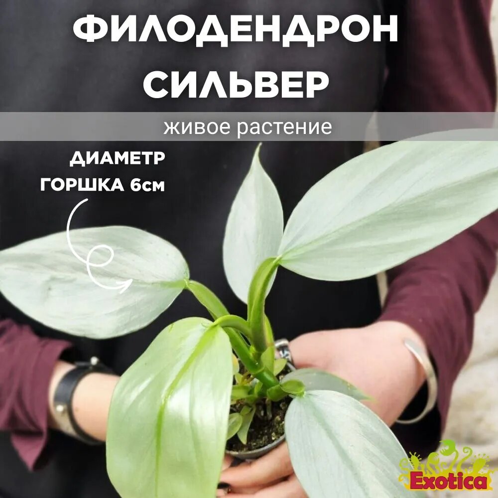 фото Филодендрон Сильвер Даст (Philodendron Silver Dust) D6см