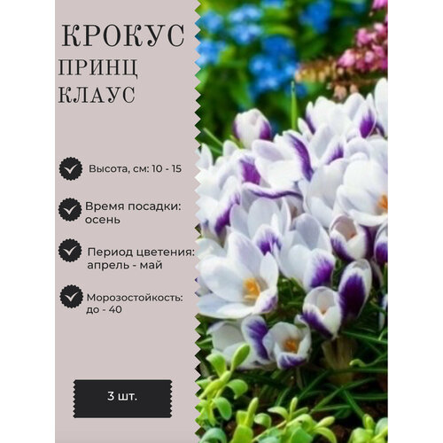 Крокус луковицы многолетних цветов