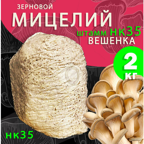Мицелий вешенки зерновой, семена грибов (штамм НК-35) - 2 кг