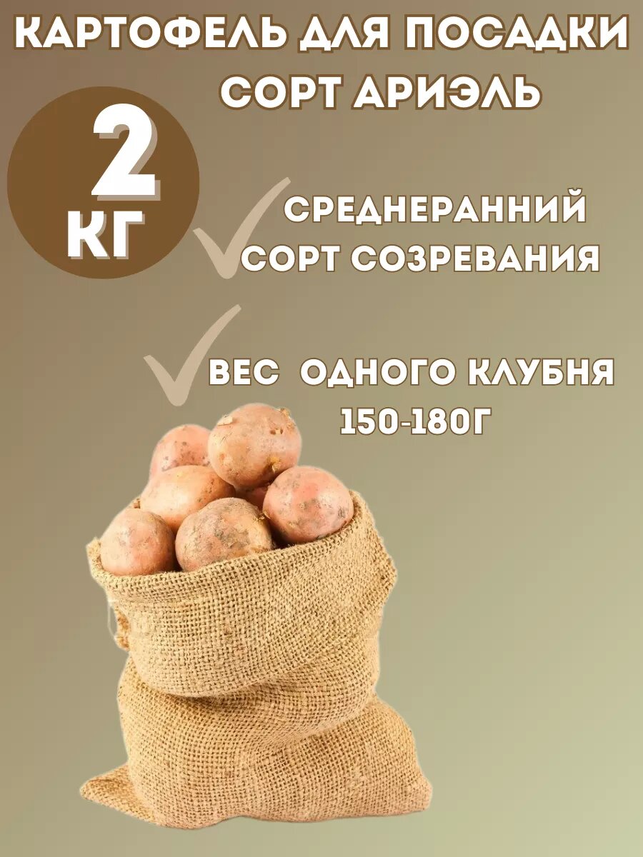 Картофель семенной Ариэль 2 кг