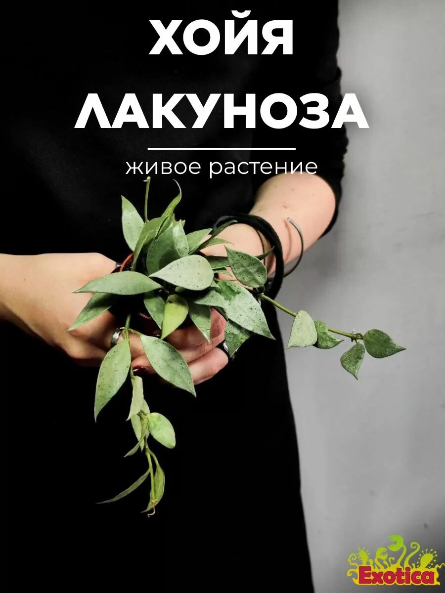 Хойя Лакуноза Минт (Hoya Lacunosa Mint) D6см