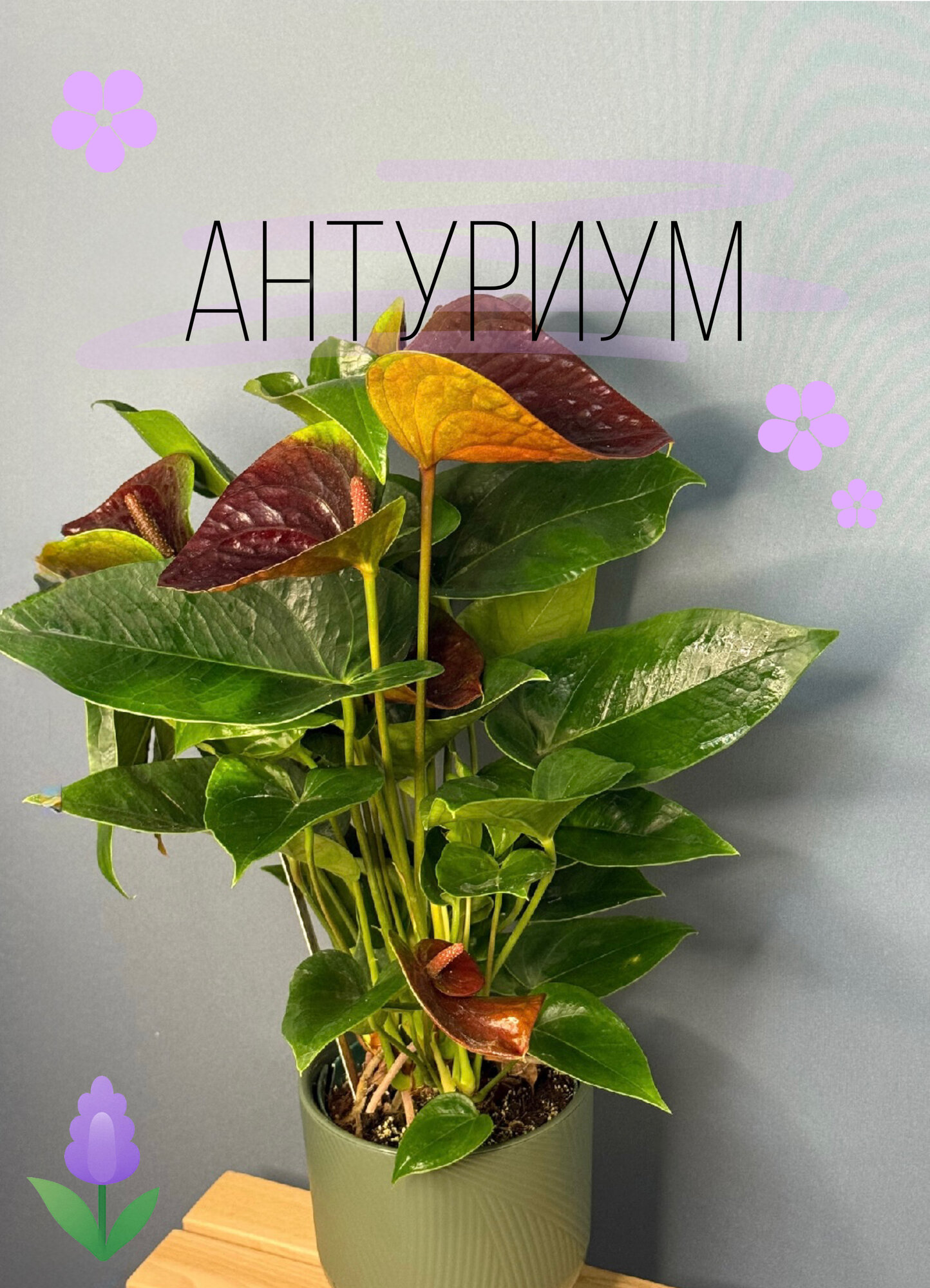 Антуриум Андреанум бордовый (Anthurium andreanum) — редкий акцент с благородными оттенками