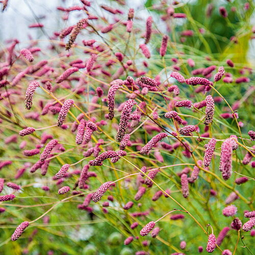 Кровохлебка лекарственная Pink Tanna, Саженцы, С1 (1 литр), ЗКС - Цветы многолетние