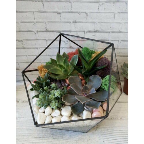 Флорариум дизайнерский Комнатное растение дизайнерское 6990₽