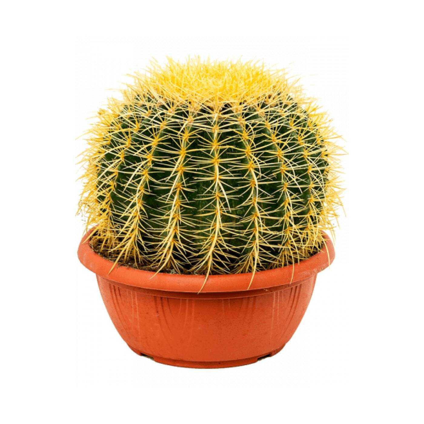 Эхинокактус Грузони - Echinocactus grusonii D21 H25