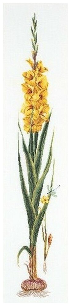 Gladioli Yellow #3072 Thea Gouverneur Набор для вышивания 20 x 88 см Счетный крест