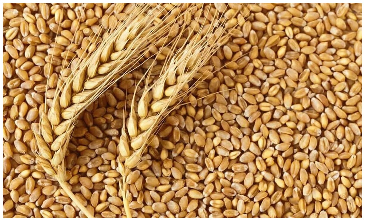 Пшеница свежее зерно в мешке 5кг не шлифованная Эко продукт для проращивания и пивоварения Алтайская - фотография № 9
