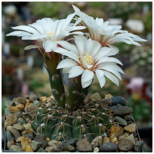 Семена Орешка Суккулент Кактус Gymnocalycium quehlianum JO-306 10 шт. семена орешка суккулент кактус gymnocalycium weissianum isi 1705 10 шт