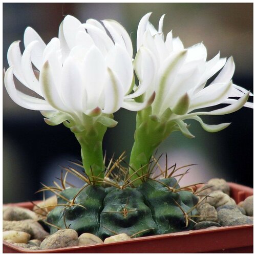 Семена Орешка Суккулент Кактус Gymnocalycium damsii v.torulosum 10 шт. семена орешка суккулент кактус gymnocalycium nigriareolatum gn 927 3046 10 шт