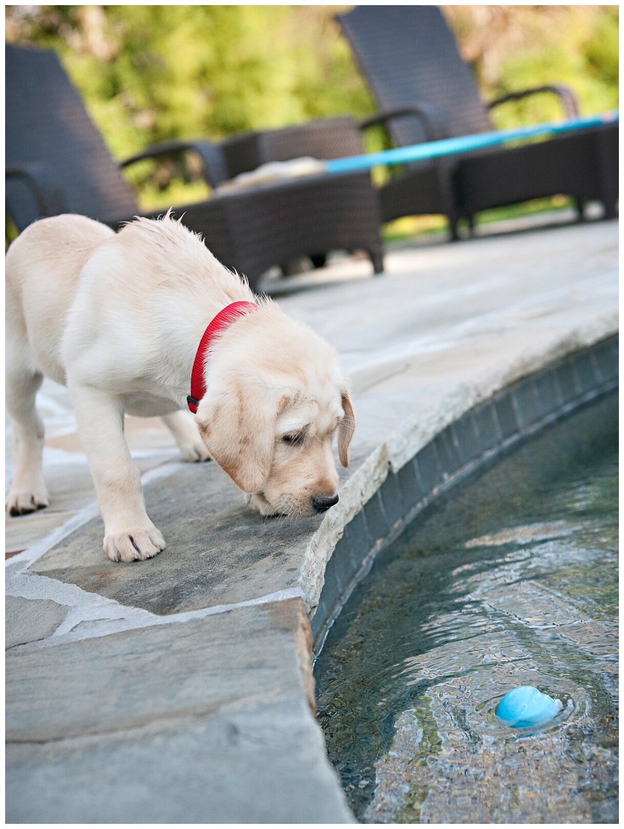 West Paw Zogoflex игрушка для собак мячик Jive S 6,6 см голубой - фотография № 4