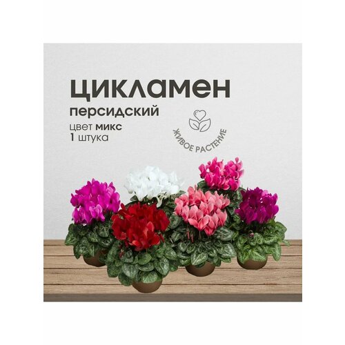 Живое растение Цикламен персидский