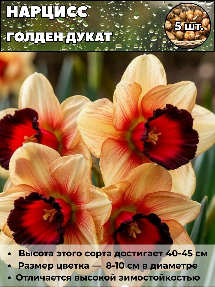 Нарцисс Голден Дукат луковицы 5 штук