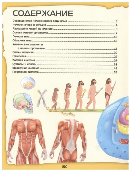 Большой 4D-атлас анатомии человека - фото №17