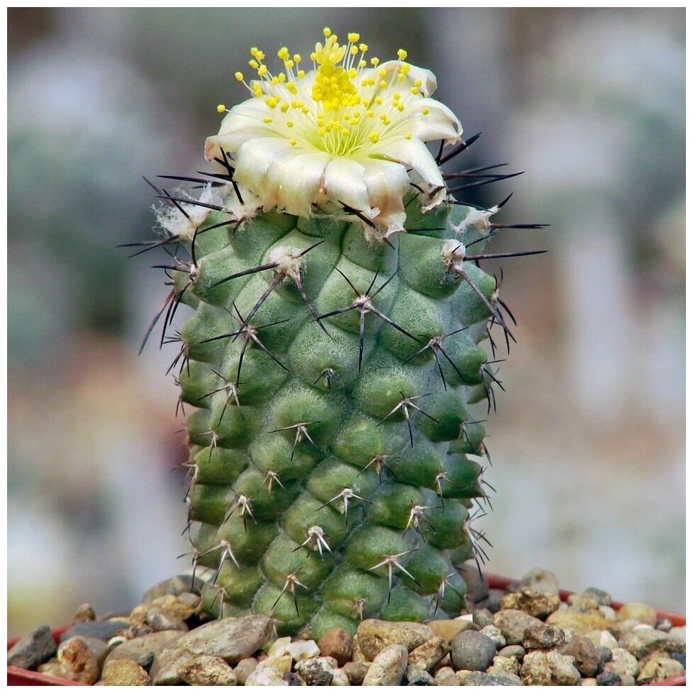 Семена Орешка Суккулент Кактус Copiapoa montana FR-522 10 шт.