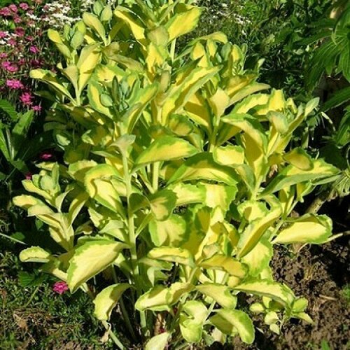 Очиток видный Вариегата в горшке Р9