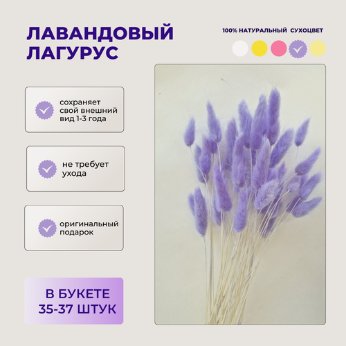 Изображение товара Сухоцвет Лагурус лавандовый для декора, букет "Зайцехвост" 35 штук
