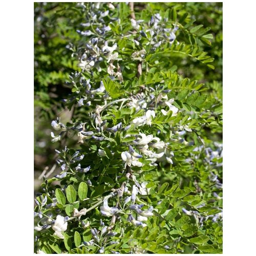 buy real sophora flavescens semilla plant herbal sophora for ku shen Семена Софора Давида (Sophora davidii), 15 штук