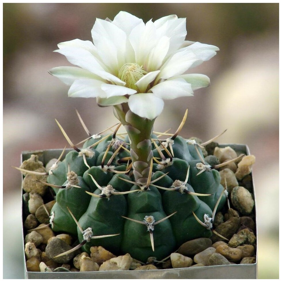 Семена Орешка Суккулент Кактус Gymnocalycium schroederianum ssp. paucicostatum LB-960 10 шт.