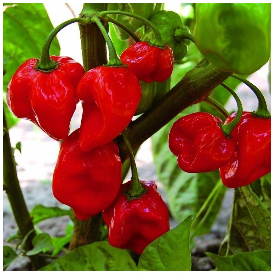 Семена Орешка Перец острый Habanero may red 5 шт.