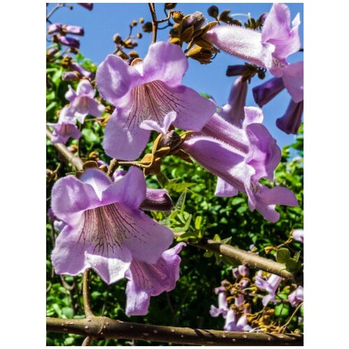 Семена Павловния войлочная (Paulownia tomentosa), 1000 штук павловния войлочная императорское дерево