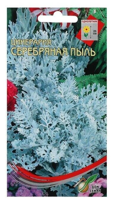 Семена цветов Цинерария Серебряная пыль , О, 130 шт, 4 пачки