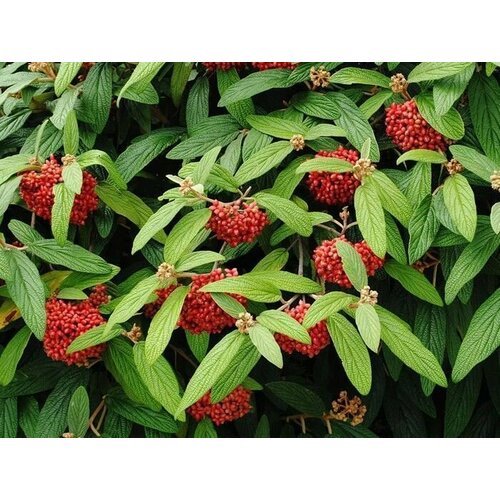 Калина Морщинолистная (лат. Viburnum rhytidophyllum) семена 15шт + подарочек