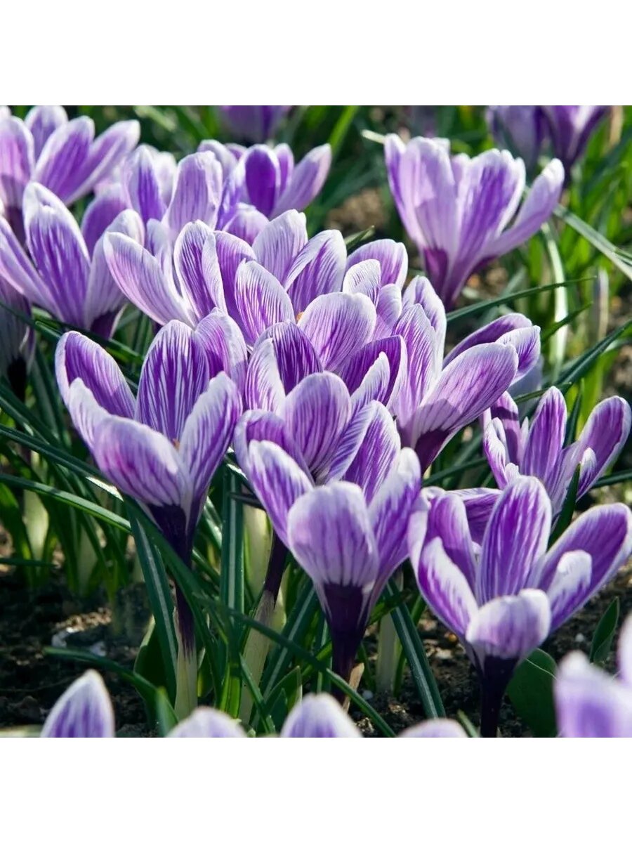 Крокус крупноцветковый Кинг Оф Страйпд 7 луковиц